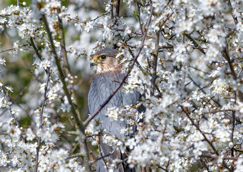 Sitting Pretty Paul Rollison Flickr