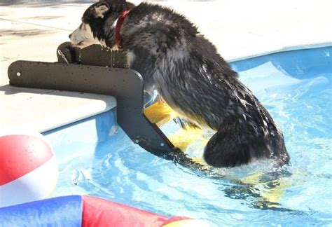 dog pool ramps - Senior Dog Moments