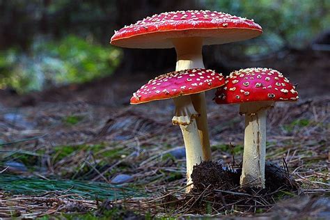 Species Spotlight Top Mushrooms Of The Pacific Northwest The