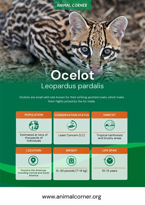 Ocelot - Key Facts, Information & Habitat