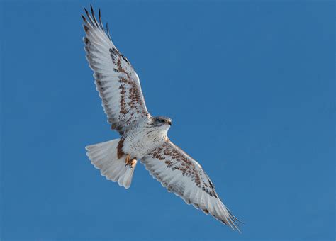 Ferruginous Hawk Flyby Photograph By Tony Hake Fine Art America