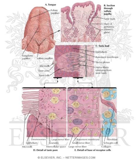 Taste Receptors