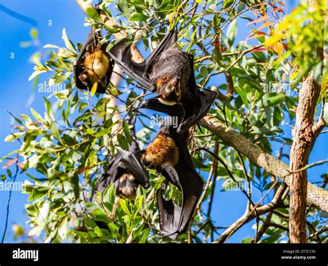 Spectacled Flying Fox Pteropus Conspicillatus At Their Day Roost Tree Queensland Australia