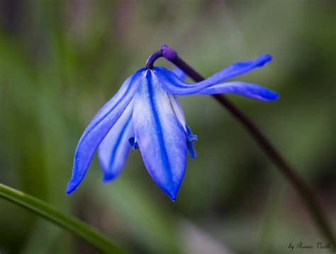 Othocallis Siberica 2 Runar Vestli Flickr