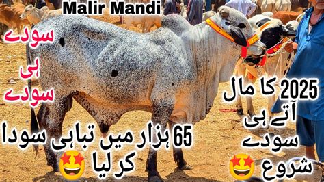 Malir Mandi Me Qurbani 2025 Ka Maal Agaya Malir Mandi Latest Update