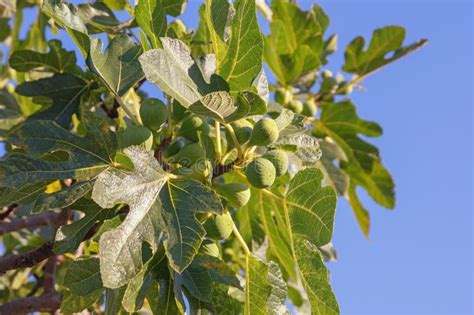 Rama De Fig Rbol Ficus Carica Con Hojas Y Fruta Foto De Archivo