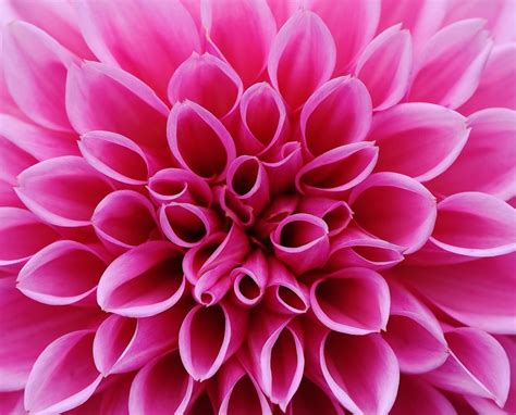 Pink Dahlia Color Scheme Image Color Palettes