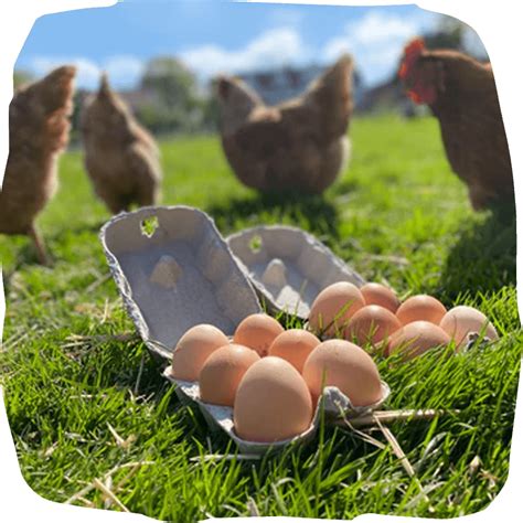 What Are Free Range Eggs