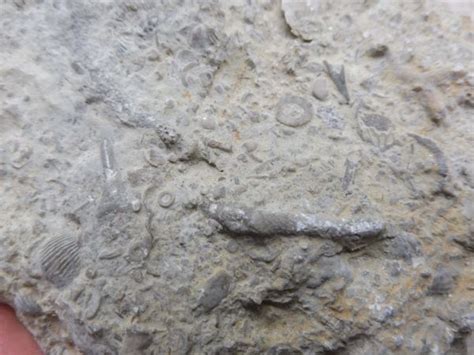 Fossil Coral Trilobites Brachiopods Silurian Wenlock Series Megalodon Fossil Shark Teeth