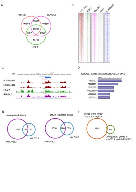 H3K4ox RUVBL2 And H2A Z Are Enriched In Constitutive Heterochromatin