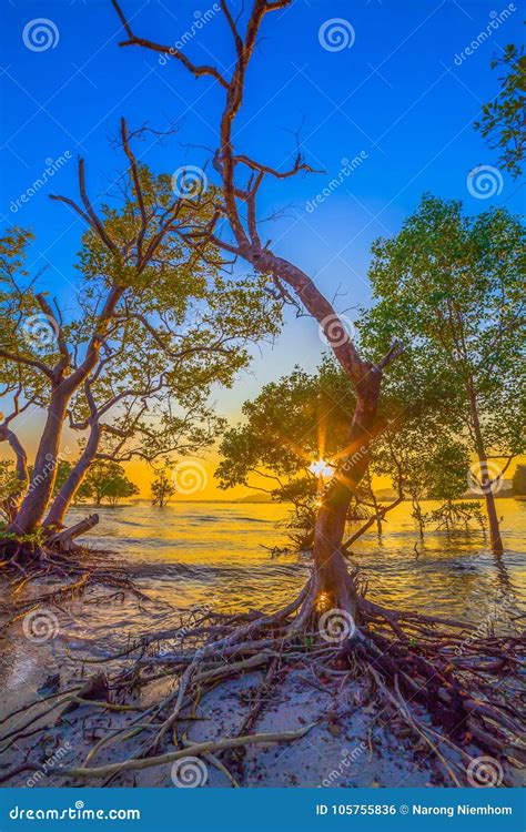 Sunset Over Mangrove Forest During High Tide At Klong Mudong Phuket