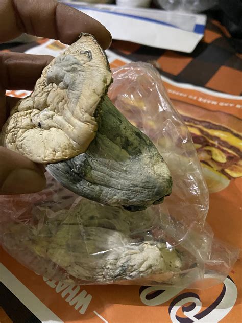 Big Ass Mf R Shrooms