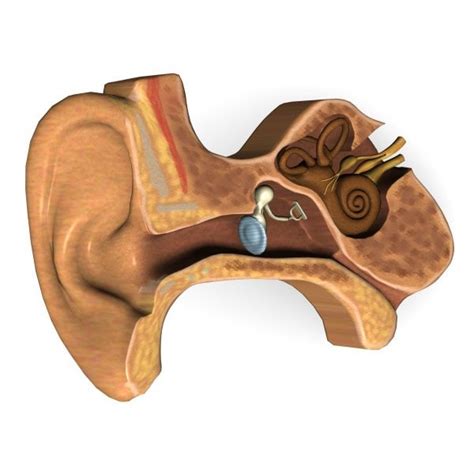 Ear Anatomy 3d Model