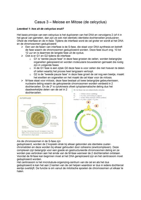 Casus 3 Meiose En Mitose Celcyclus Uitgewerkt Casus 3 Meiose En