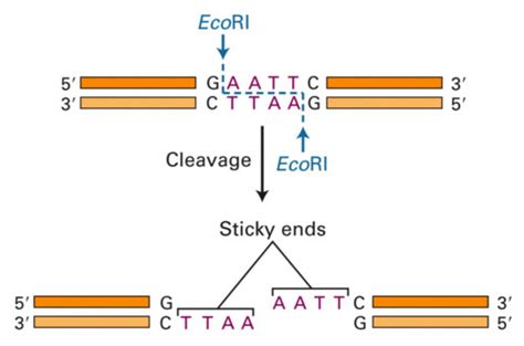 Recombinant Dna Technology Flashcards Quizlet