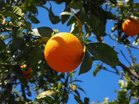 Orange Fruit Oranger Photo Gratuite Sur Pixabay Pixabay