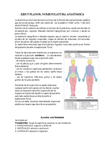 Ejes Y Planos Nomenclatura Anatomica Pdf