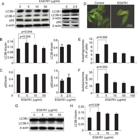 Ginkgo Biloba Extract Egb 761 And Its Specific Components Elicit