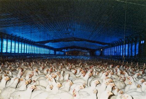 Antibiotic Resistant Bacteria And Factory Farming Saving Earth