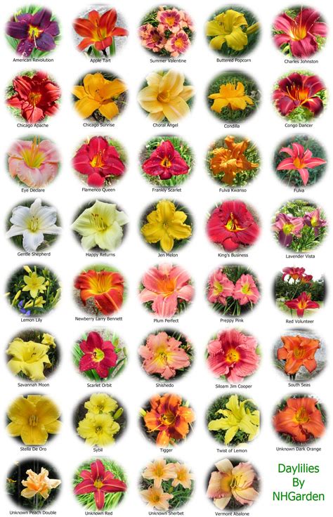 New Hampshire Garden Notes Blog Archive My Daylily Collection Mosaic Monday Flower