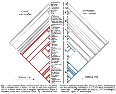 Solved Draw a simplified version of the phylogenetic tree | Chegg.com 