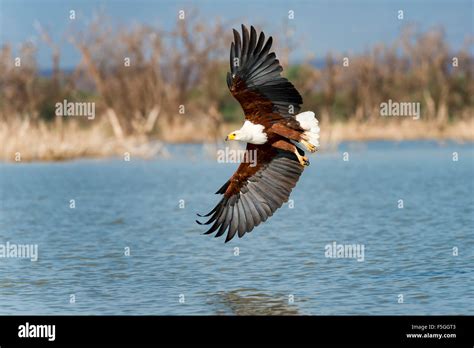 African Fish Eagle Haliaeetus Vocifer In Flight Lake Baringo Kenya