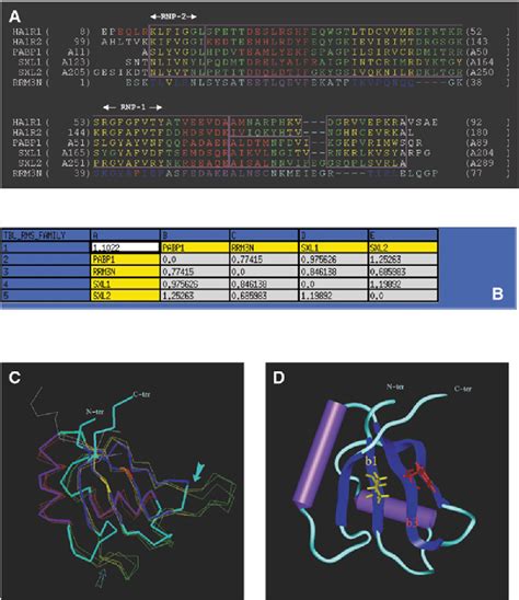 Figure 3 From RNA Binding Strategies Common To Cold Shock Domain And