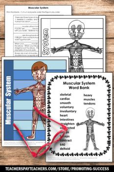 Human Body Systems Research Project Science Interactive Notebook Muscular