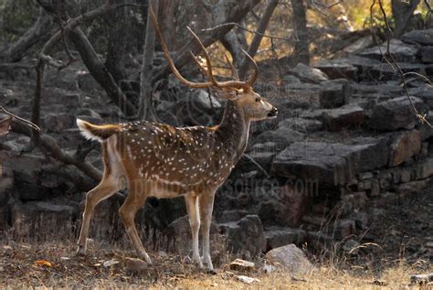 Photo Of Chital Spotted Deer Stag By Photo Stock Source Animal