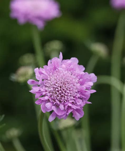 Scabiosa Columbaria Pink Mist Garten Tauben Skabiose Pink Mist