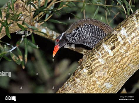 Okinawa rail, Yanbaru kuina (Rallus okinawae, Gallirallus okinawae ...