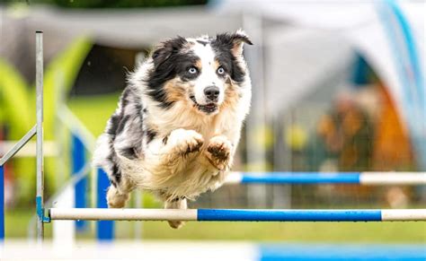 Sport mit Hund Gemeinsame Aktivitäten agility welt de