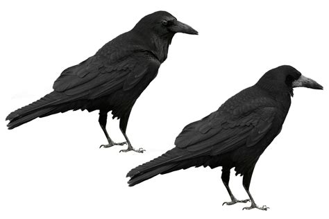 Download Crows Ravens Birds Royalty Free Stock Illustration Image