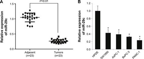 Full Article Mir C Inhibits Cell Growth Invasion And Migration Of