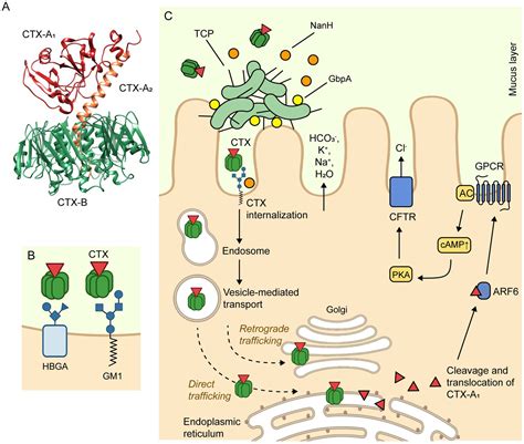 Frontiers Vibrio Cholerae Classification Pathogenesis Immune Response And Trends In