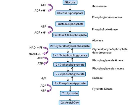 Explain The Process Of Glycolysis Only By Linear Diagram