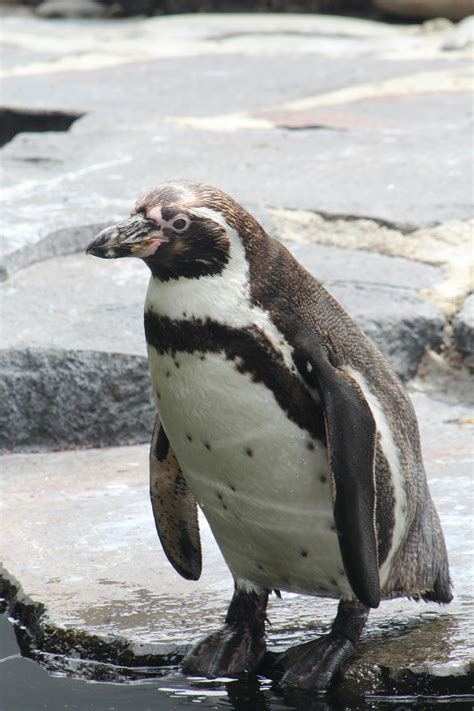 Black And White Penguin · Free Stock Photo