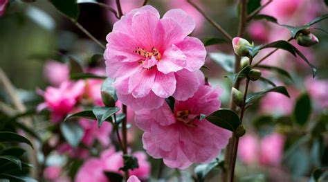 Alles Wat Je Moet Weten Over Het Verzorgen Van Een Camellia In Jouw Tuin