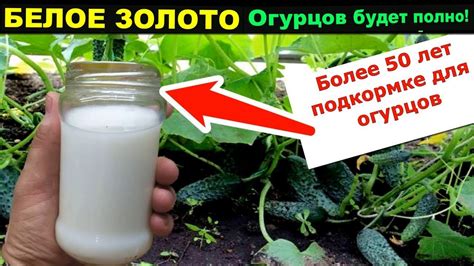 Старинная КОПЕЕЧНАЯ подкормка для огурцов. Чем подкармливать огурцы ...