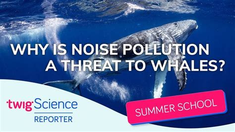 Why Is Noise Pollution a Problem For Whales? | Summer School Bonus Ep ...