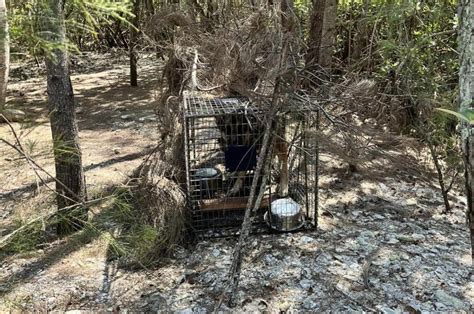 Look Dog Rescued After Multiple Days Stranded On Florida Island