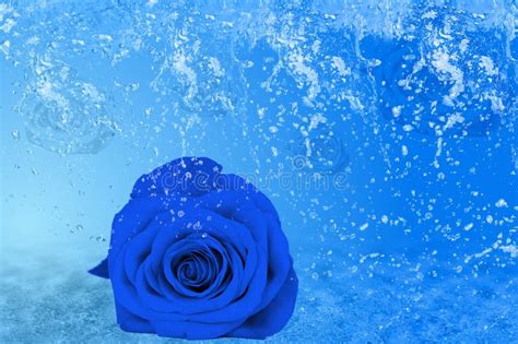 Beautiful Blue Rose A Lot Of Ice And Water Stock Image Image Of Open