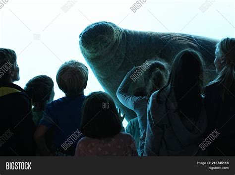 Amazing Giant Manatee Image & Photo (Free Trial) | Bigstock