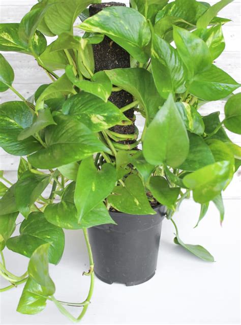 How To Care For A Pothos Plant The Perfect Houseplant For Beginners