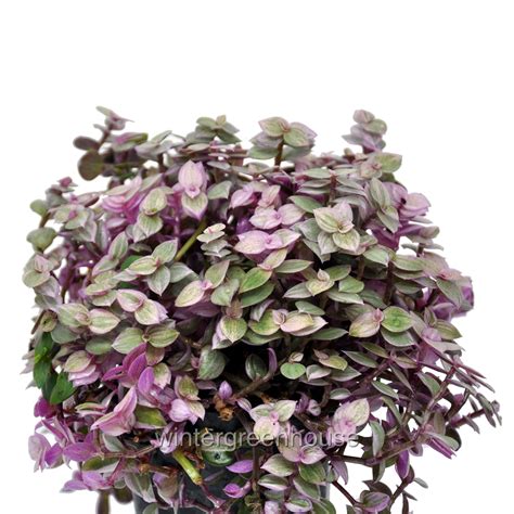 Callisia Repens Pink Lady Turtle Vine Pot Size 3 2 6x3 5