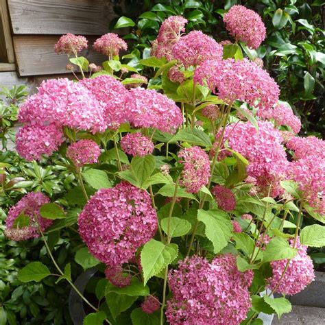 Ballhortensie Pink Annabelle Invincibelle Spirit Hydrangea