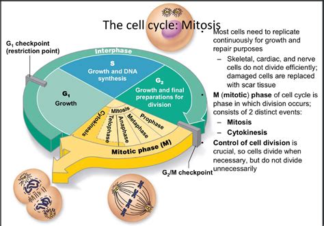 What Are The Phases Of The Cell Cycle Cell Cycle Phases And