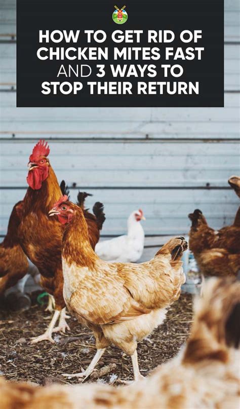 How to Get Rid of Chicken Mites Fast and Stop Their Return