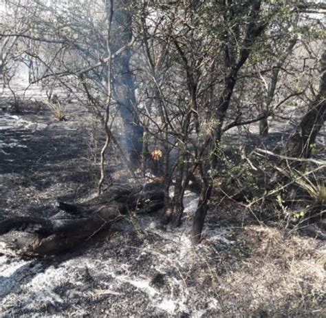 Noticia Defensa Civil Interviene En El Incendio Forestal De Rivadavia