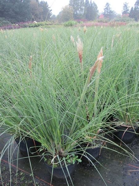 Cortaderia Selloana Splendid Star Kleines Pampasgras